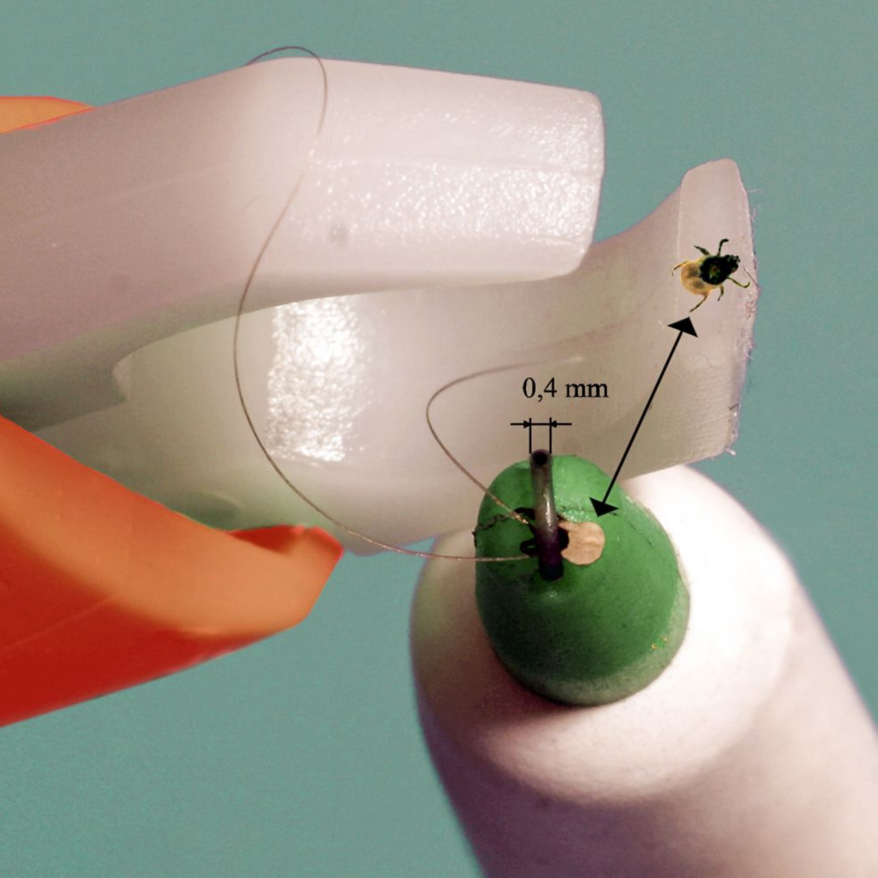 ZECKENSCHLINGE | 3IX - Cappio automatico per zecche