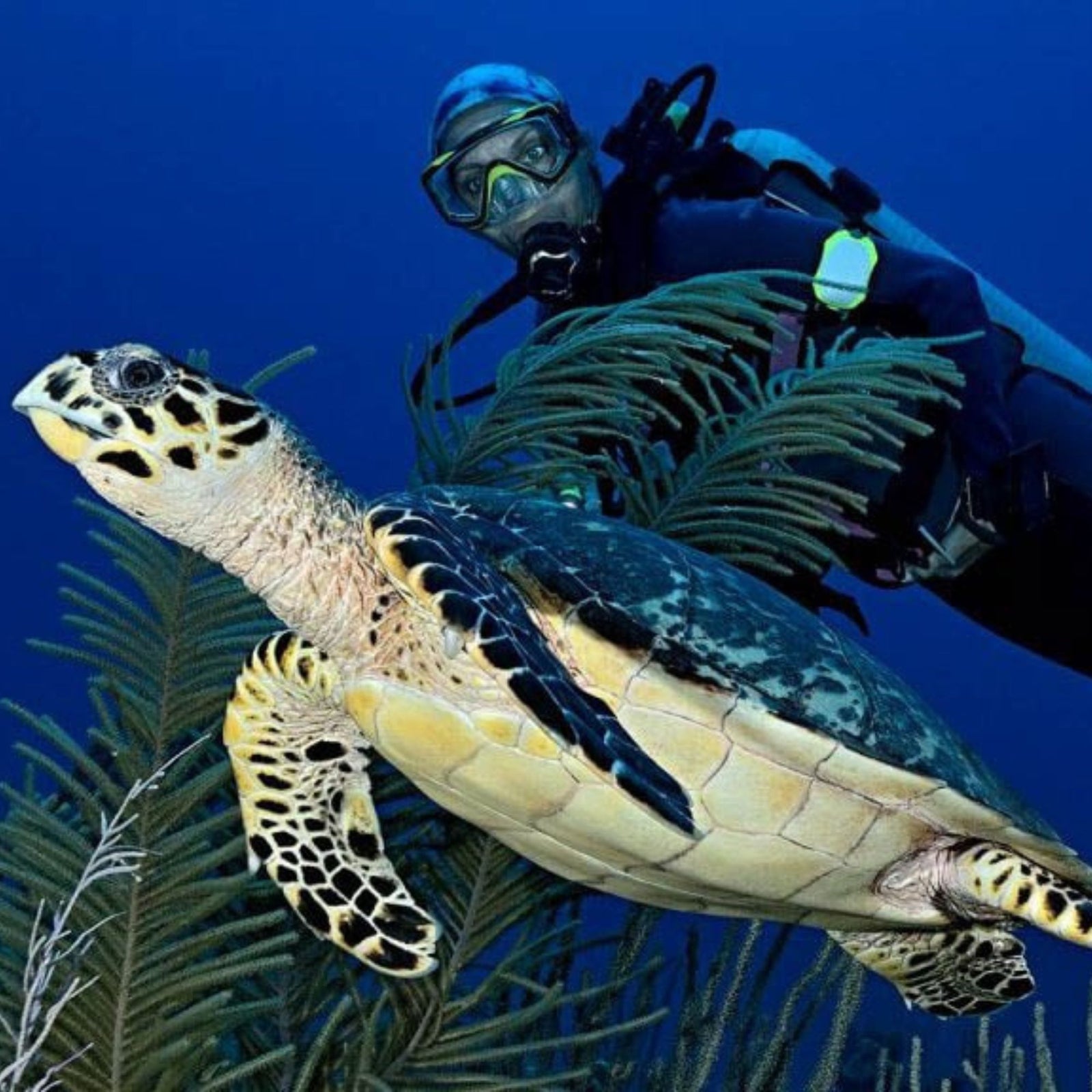 torce subacquee disponibili su backpacco.it